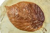 Plate with Four Fossil Leaves (Three Species) - Montana #262775-3
